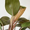 IMG_4740