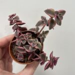 Crassula Marginalis Variegated 5cm pot