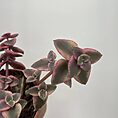 IMG_4758