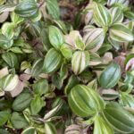 Tradescantia fluminensis Quadricolor 12cm pot