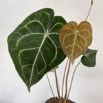 Anthurium Clarinervium 12cm pot | 35cm height