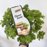 Fresh Choca Scented Geranium in 12cm pot