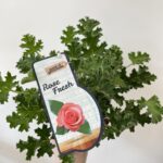 Fresh Rose Scented Geranium in 12cm pot