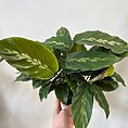 IMG_5980