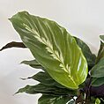 IMG_5983