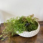 Carnivorous Plant & Irish Moss Garden Handmade COLLECTION ONLY