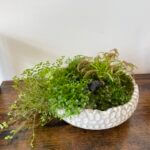 Carnivorous Plant & Irish Moss Garden Handmade COLLECTION ONLY