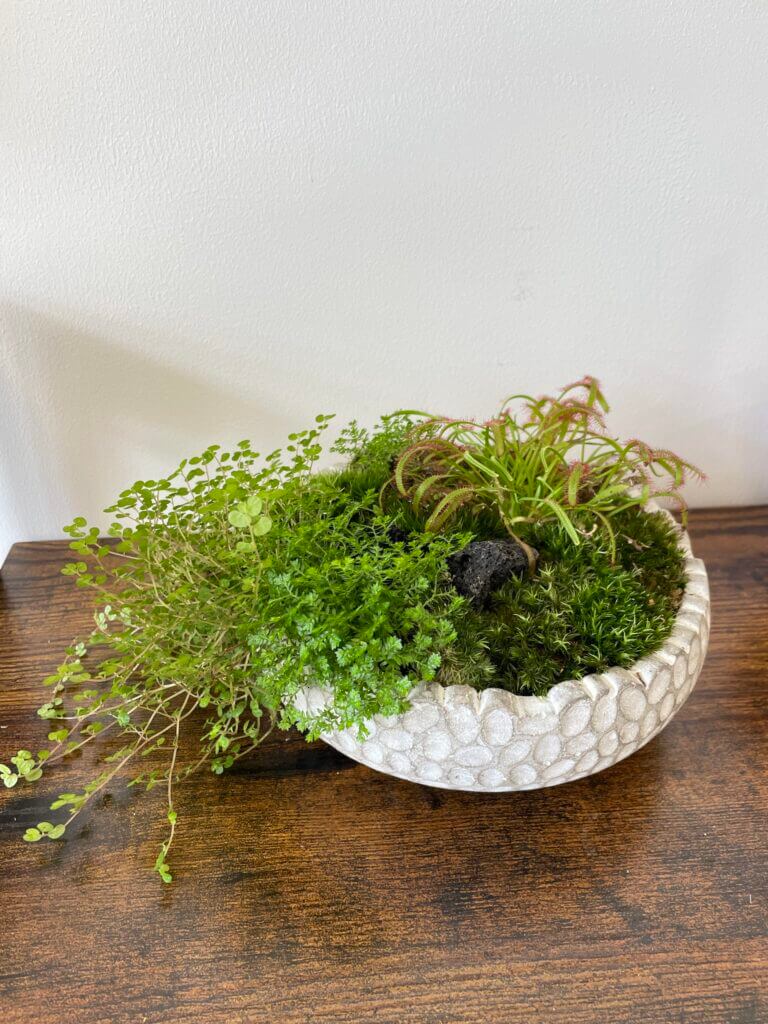 Carnivorous Plant & Irish Moss Garden Handmade COLLECTION ONLY