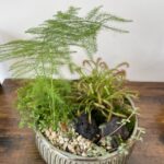 Carnivorous Plants & Fern Garden Handmade COLLECTION ONLY