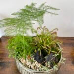 Carnivorous Plants & Fern Garden Handmade COLLECTION ONLY