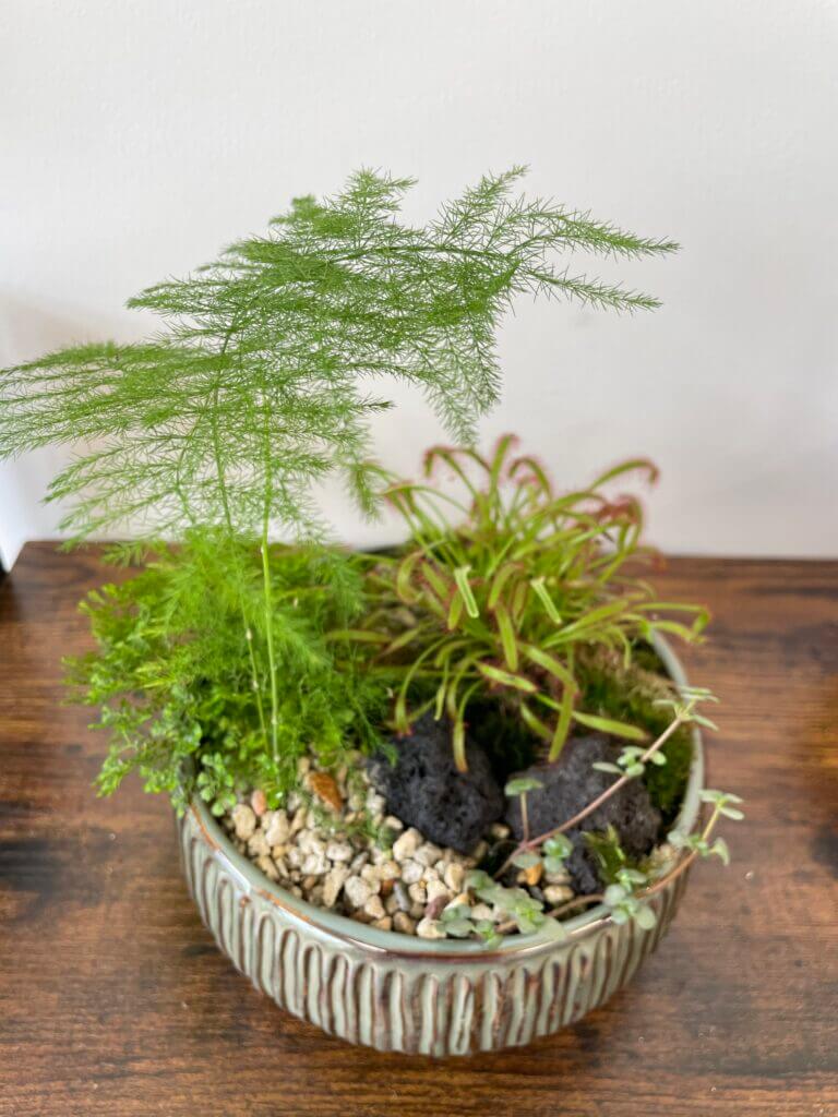 Carnivorous Plants & Fern Garden Handmade COLLECTION ONLY