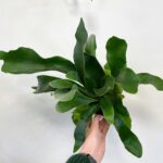Staghorn fern - Platycerium Bifurcatum 12cm