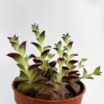 Crassula Exilis 5cm pot