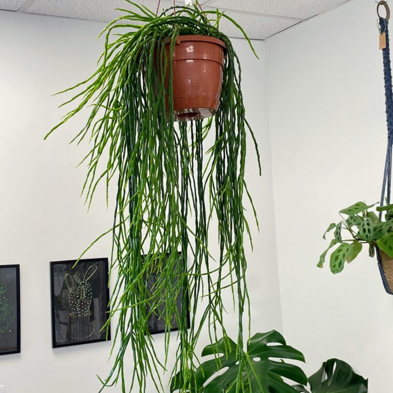 Rhipsalis Paradoxa Minor XL 21cm pot Houseplants 21cm plant