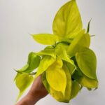 Philodendron Hederaceum Lemon Lime 12cm pot