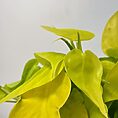 IMG_8225