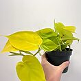 IMG_8226