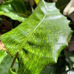 Calathea Network Plant Large Prayer Plant 17cm pot