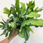 Blue Star Fern Phlebodium Aureum 10cm pot