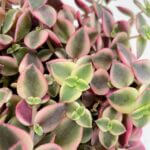Crassula Marginalis Variegated 12cm pot