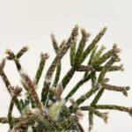 Rhipsalis Pilocarpa Cactus 5cm pot