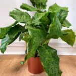 Calathea Network Plant Prayer Plant 14cm pot