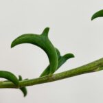 Senecio Peregrinus String of Dolphins