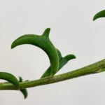 Senecio Peregrinus String of Dolphins