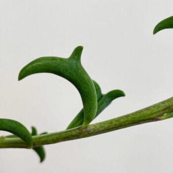 Senecio Peregrinus String of Dolphins