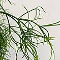IMG_9081