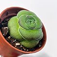 maranta leuconeura kerchoveana variegated 12cm pot | prayer plant