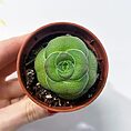 maranta leuconeura kerchoveana variegated 12cm pot | prayer plant