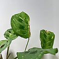 maranta leuconeura kerchoveana variegated 12cm pot | prayer plant