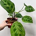 maranta leuconeura kerchoveana variegated 12cm pot | prayer plant