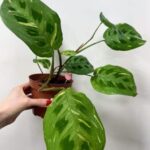 Maranta Leuconeura Kerchoveana Variegated 12cm pot  Prayer plant