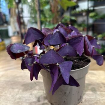 Oxalis Triangularis Purple Shamrock Mijke 12cm pot Houseplants bulb 3