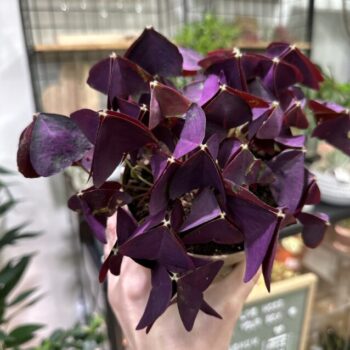 Oxalis Triangularis Purple Shamrock Mijke 12cm pot Houseplants bulb