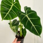 Alocasia Frydek 14cm pot