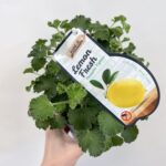Fresh Lemon Scented Geranium in 12cm pot
