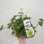 Fresh Apple Scented Geranium in 12cm pot