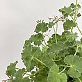IMG_6761