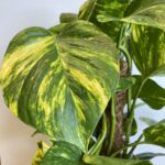 Epipremnum Aureum Golden Pothos 17cm pot
