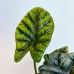 Alocasia Sinuata Elephan Ear 11cm pot