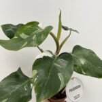Philodendron White Princess Variegated 12cm pot