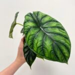 Alocasia Dragon Scale 12cm pot