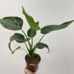 Alocasia Cucullata Hooded Dwarf Elephant Ear 12cm pot