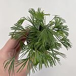 Actiniopteris Australis Eyelash Ray Fern