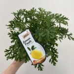 Fresh Lemon Scented Geranium 12cm pot