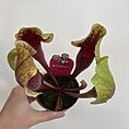 IMG_8176