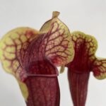 Carnivorous Sarracenia Vogel Pitcher Plant 8.5cm pot